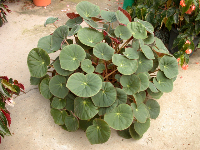 B. acetosa